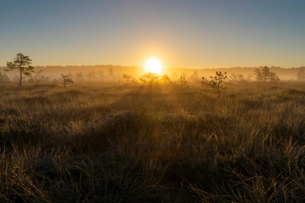 Sunrise illuminating a misty bog with pine trees and soft sunlight rays.