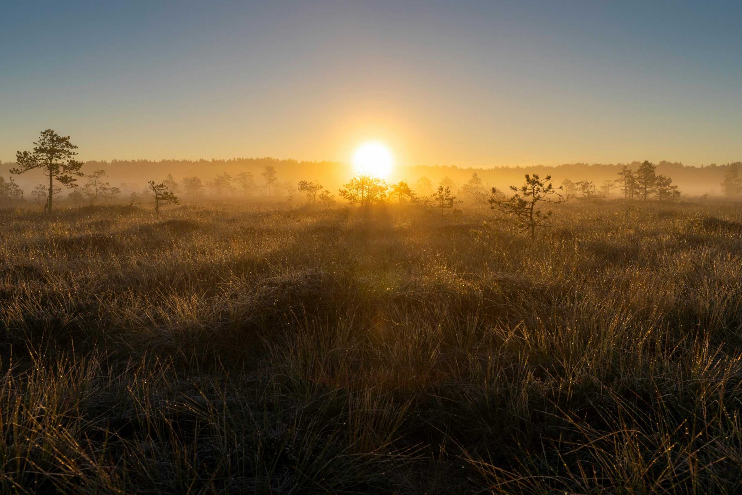 Sunrise illuminating a misty bog with pine trees and soft sunlight rays.
